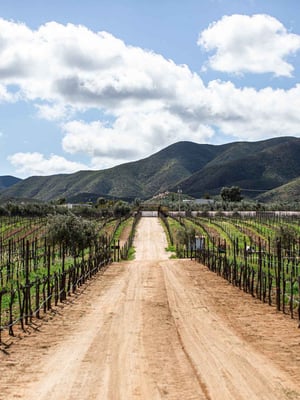 Valle de Guadalupe