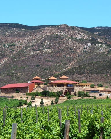 Winery estate in Valle de Guadalupe surrounded by vineyard rows