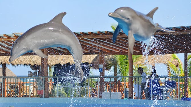 SWIM WITH Dolphins