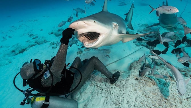DIVE WITH BULL Sharks