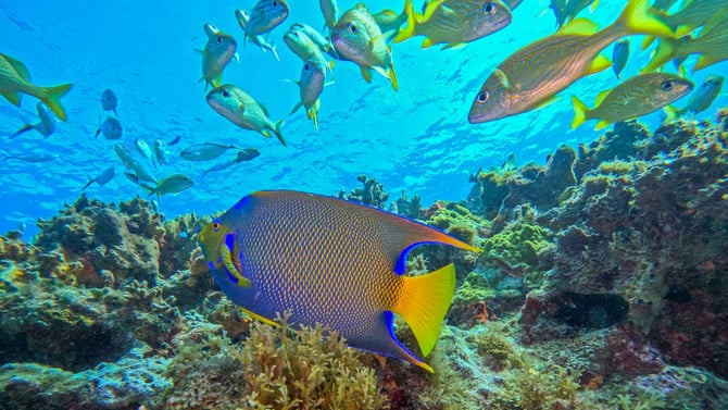 Snorkeling