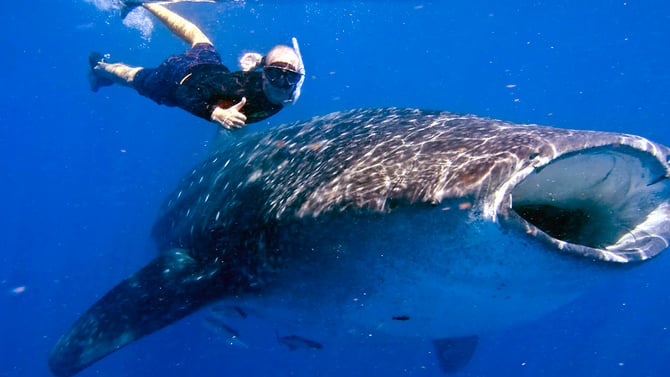 Swim with Whale Sharks